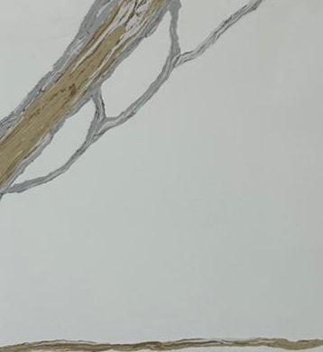 Close-up of a tree branch with intricate details on a light gray background